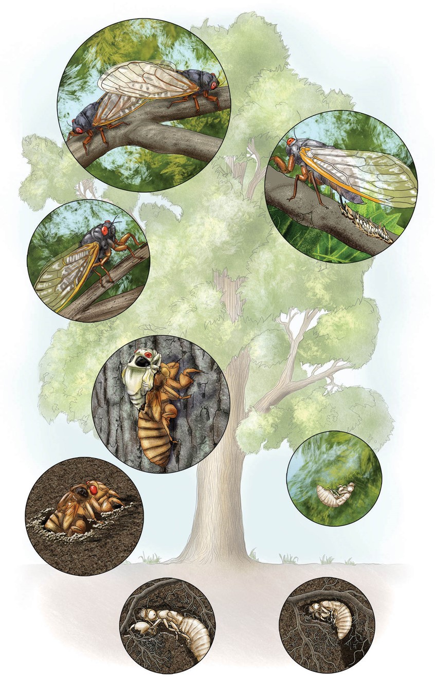 medical illustration of cicada, bug, entomology, insect, life cycle, graphic, hand drawn, pencil, ecology, Environment, wayside, signage, diagram, textbook, exhibit, mural, food web, nature, environmental design, museum, zoo, aquarium, education, public outreach, student, life, animals, plants, ecology, landscape, scientist, ecologist, biologist, science expert, technical, display, donors, communication, corporate, non-profit, explainer graphic