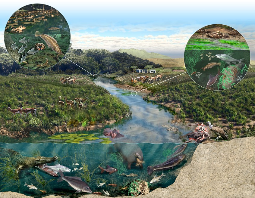 medical illustration of plains, hippo, vulture, carrion, grazing, landscape, agriculture, conservation, crocodile, fish, forest, mountain, sea, ecology, Environment, wayside, signage, diagram, textbook, exhibit, mural, food web, nature, environmental design, museum, zoo, aquarium, education, public outreach, student, life, animals, plants, ecology, landscape, scientist, ecologist, biologist, science expert, technical, display, donors, communication, corporate, non-profit, explainer graphic