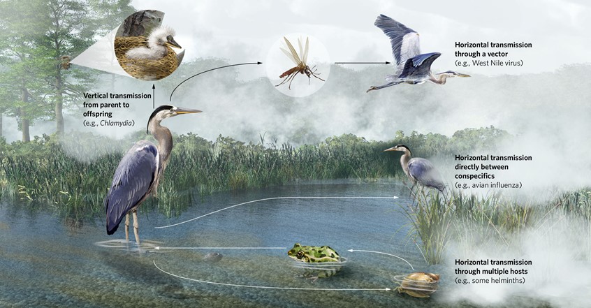 medical illustration of aquatic, frog, heron, mosquito, vector, pond, Environment, wayside, signage, diagram, textbook, exhibit, mural, food web, nature, environmental design, museum, zoo, aquarium, education, public outreach, student, life, animals, plants, ecology, landscape, scientist, ecologist, biologist, science expert, technical, display, donors, communication, corporate, non-profit, explainer graphic,