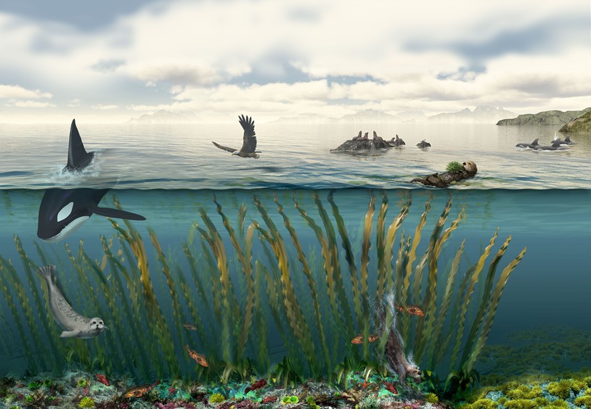 medical illustration of halibut, crab, orca, landscape, mountain, sea, ecology, Environment, wayside, signage, diagram, textbook, exhibit, mural, food web, nature, environmental design, museum, zoo, aquarium, education, public outreach, student, life, animals, plants, ecology, landscape, scientist, ecologist, biologist, science expert, technical, display, donors, communication, non-profit, explainer graphic, alaska, pacific, northwest, canada, eagle, seal, kelp, keystone