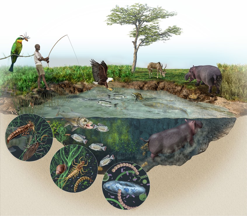 medical illustration of Hippo ecology, Environment, wayside, signage, diagram, textbook, exhibit, mural, food web, nature, environmental design, museum, zoo, aquarium, education, public outreach, student, life, animals, plants, ecology, landscape, scientist, ecologist, biologist, science expert, technical, display, donors, communication, corporate, non-profit, explainer graphic,