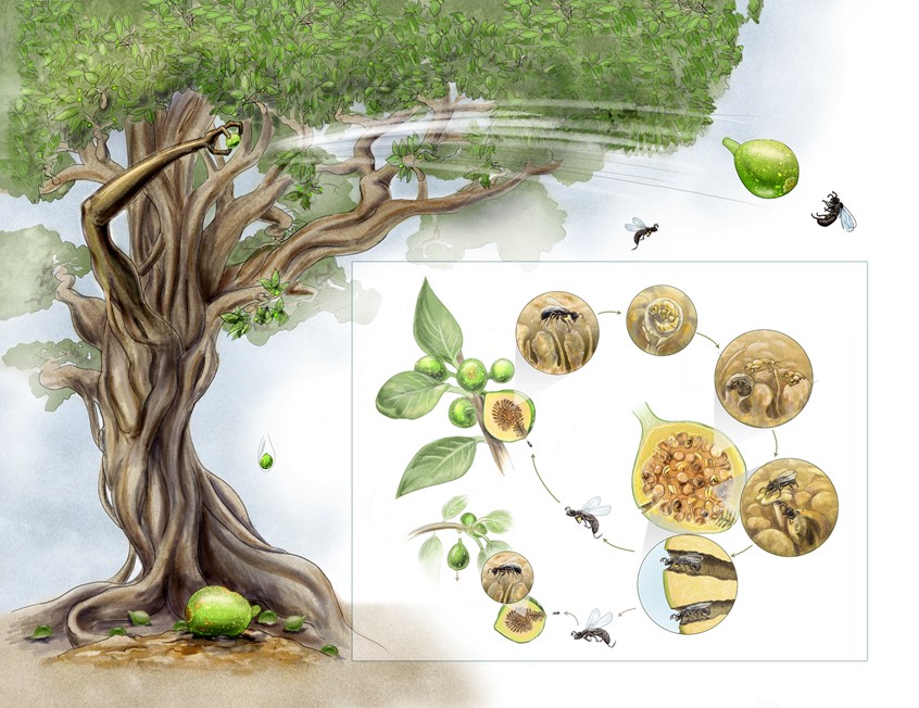 medical illustration of insect, entomology, hand drawn, pencil, life-cycle, fruit, landscape, fig tree, mutualism, ecology, Environment, wayside, signage, diagram, textbook, exhibit, mural, food web, nature, environmental design, museum, zoo, aquarium, education, public outreach, student, life, animals, plants, ecology, landscape, scientist, ecologist, biologist, science expert, technical, display, donors, communication, corporate, non-profit, explainer graphic