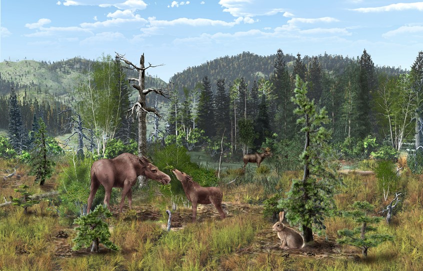 medical illustration of mountain, maine, canada, meadow, new england, alpine, moose, rabbit, scientist, figure, magazine, ecology, Environment, wayside, signage, diagram, textbook, exhibit, mural, food web, nature, environmental design, museum, zoo, aquarium, education, public outreach, student, life, animals, plants, ecology, landscape, scientist, ecologist, biologist, science expert, technical, display, donors, communication, corporate, non-profit, explainer graphic