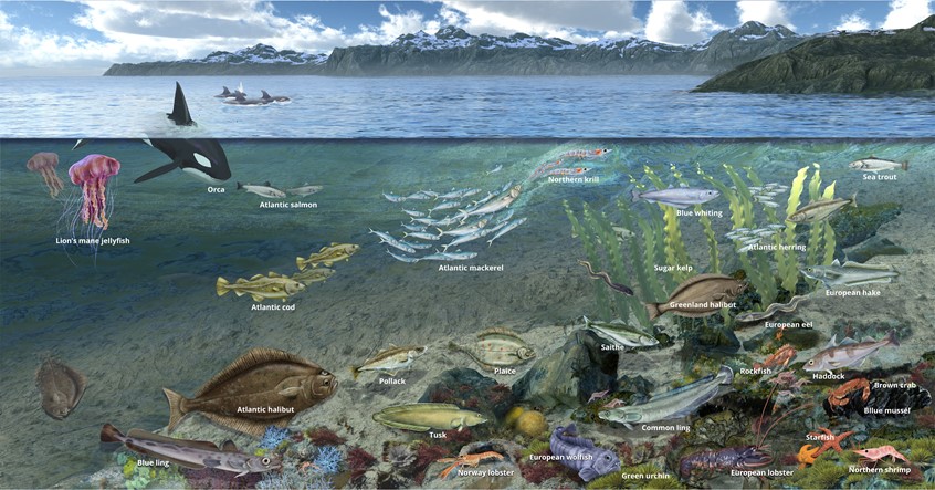 medical illustration of halibut, crab, orca, landscape, mountain, sea, ecology, Environment, wayside, signage, diagram, textbook, exhibit, mural, food web, nature, environmental design, museum, zoo, aquarium, education, public outreach, student, life, animals, plants, ecology, landscape, scientist, ecologist, biologist, science expert, technical, display, donors, communication, corporate, non-profit, explainer graphic, whale, fish, Norwegian, Finland, Scandinavia, Atlantic