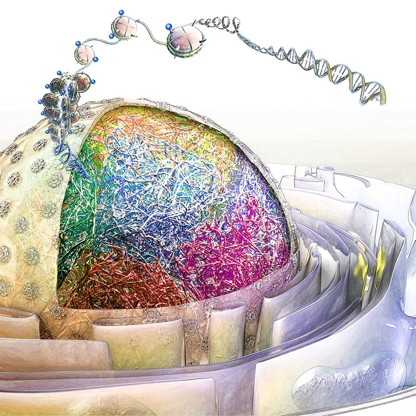 medical illustration of Cell, membrane, DNA, histones, methylation, cell biology, molecular biology, er, rainbow, biotech, startup, moa, mode of action, explainer graphic, MOA, mode of action, pharma, healthcare,UVP, Branding, ROI, R&D, research, science, Phase I, technology, manufacture, discovery, preclinical, clinical, laboratory tests, experimental, development, biotech, investor relations, trade show, exhibit,
