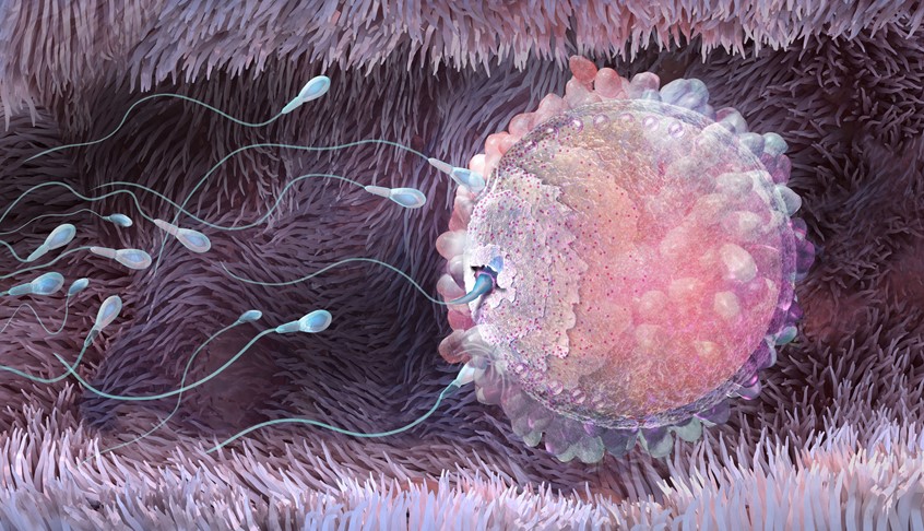 medical illustration of The human ovum quickly hardens its outer membrane to stop other sperm from entering. Created for magazine feature cover art. FDA Approval, NIH grants, UVP, Branding, research, science, clinical, laboratory tests, experimental, development, biotech, investor relations, trade show, exhibit, cartoons, advertising, website, scientific, pitch deck, patient education, innovation, press release, visual identity, funding, milestones, investor presentation, editorial, healthcare, fertility