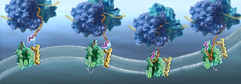 medical illustration of ribosome, ER, endoplasmic, peptide, enzyme, protein, protein, translation, biotech, startup, moa, mode of action, explainer graphic, MOA, mode of action, pharma, healthcare,UVP, Branding, ROI, R&D, research, science, Phase I, technology, manufacture, discovery, preclinical, clinical, laboratory tests, experimental, development, biotech, investor relations, trade show, exhibit,