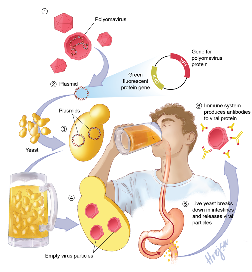medical illustration of Engineered yeast used as an oral beer vaccine platform to present Polyomavirus antigens, illustrating yeast cells delivering viral proteins for immune recognition. Educational medical image for vaccine development, virology, biotechnology, and mechanism of action training.