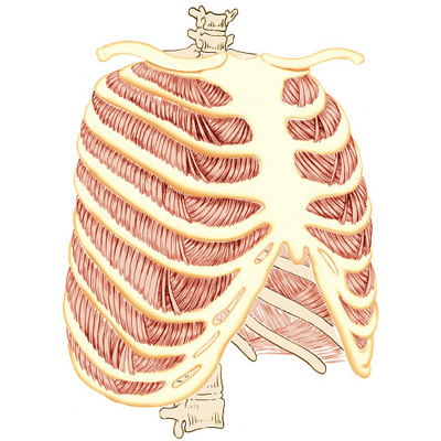 medical illustration of Color, Line with Color, Anatomy, Biology, Biotechnology, General Medicine, General Surgery, Thoracic Surgery