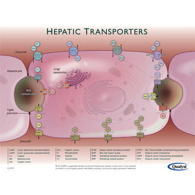 medical illustration of Qualyst Inc.