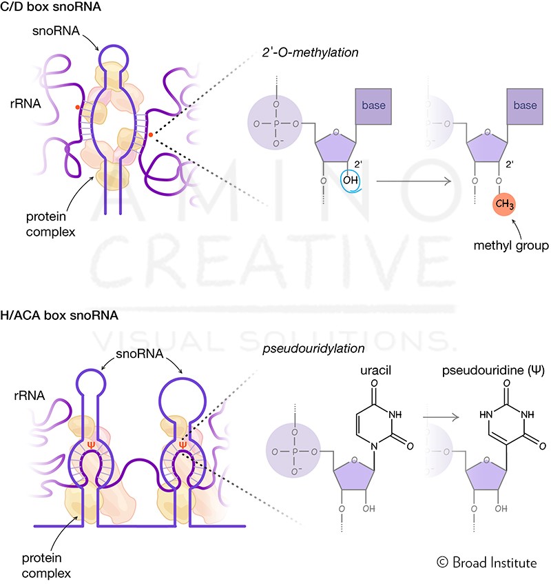 medical illustration of One of several hundred illustrations for The Secret of Life, the digital textbook for MIT’s on-campus course 7.012 and online course 7.00x on Introductory Biology. The course is taught by Eric Lander, president and founding director of the Broad Institute, and professor of biology.