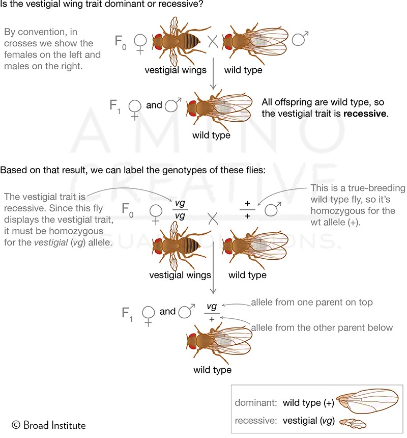 medical illustration of Several hundred illustrations for The Secret of Life, the digital textbook for MIT’s on-campus course 7.012 and online course 7.00x on Introductory Biology. The course is taught by Eric Lander, president and founding director of the Broad Institute, and professor of biology.