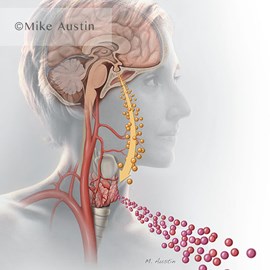 medical illustration of Color, Anatomy, Endocrinology / Metabolic