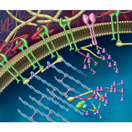 medical illustration of Illustration to show the relationship of the extracellular matrix, integrins and intracellular space.