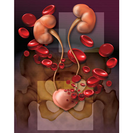 medical illustration of Color, Design, Three-dimensional / Models, Anatomy, Cell biology / Histology, Urology