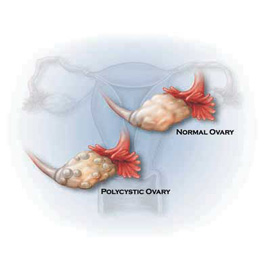 medical illustration of Color, Design, Anatomy, Biology, Reproductive Biology