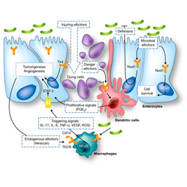 medical illustration of Color, Design, Anatomy, Cell biology / Histology, Disease Management