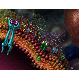 medical illustration of A close-up view of a cell membrane shows receptors catching growth factors. Growth factors and their receptors are one of the many components that sometimes go awry in cancer. 