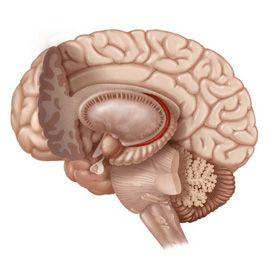 medical illustration of Color, Anatomy