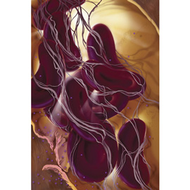 medical illustration of Color, Anatomy, Cell biology / Histology, General Medicine