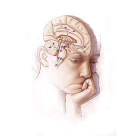 medical illustration of Anatomy, Emergency Medicine, Maternal / Child, Neuroscience