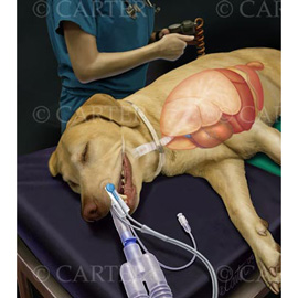 medical illustration of Color, Biotechnology, General Surgery, Natural Science / Nature, Respiratory, Thoracic Surgery, Veterinary Medicine, Zoology