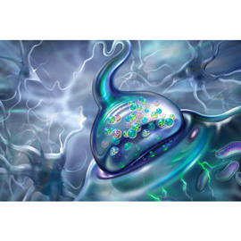 medical illustration of The illustration shows the events at a neural synapse in the brain leading to impulse transmission:  release of neurotransmitters from the presynaptic bulb, binding of neurotransmitter to specific receptors on the postsynaptic membrane, and neural impulse initiation.