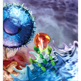 medical illustration of This is a conceptual illustration depicting receptor activation on the surface of a B cell. It was created as an advertising/promotional piece for a biotechnology firm.