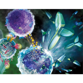 medical illustration of The illustration shows the cellular and molecular process of polyclonal antibody production. It was created for the biotechnology market.