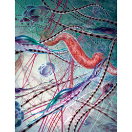 medical illustration of The illustration depicts the normal microanatomy of the papillary layer of the skin. It was used in an annual report designed for a biotechnology firm with a primary focus on skin graft technology. 