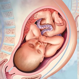 medical illustration of The illustration shows the normal stages in the birth of a child. It was created as a patient education series for Lamaze International.