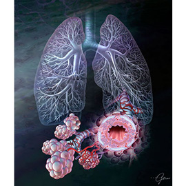 medical illustration of This advertising illustration depicts the normal branching of the bronchioles in the lungs and features a magnified view of a bronchiolar cross-section.