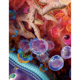 medical illustration of This editorial illustration shows the steps in the development of a mature red blood cell within the environment of the bone marrow.