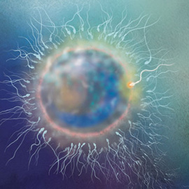 medical illustration of The sperm makes its way to the egg for the process of fertilization.