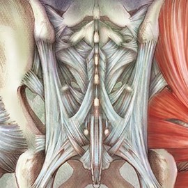 medical illustration of Image shows ligaments  of the pelvis from a posterior view and the intrinsic musculature on the right side.
