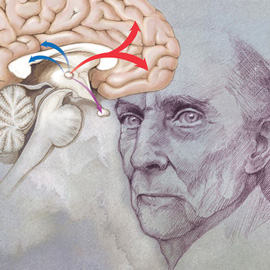 medical illustration of Normal Distribution of Dopamine.