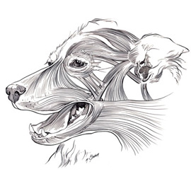 medical illustration of Musculature of the Canine Face