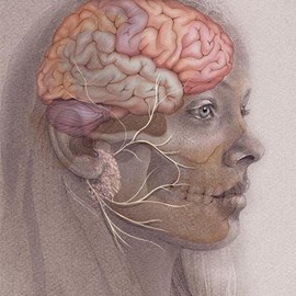 medical illustration of Lateral View of the Head showing, Brain, Bony Structures, Parotid Gland and Branches of the Facial Nerve
