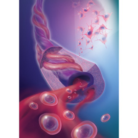 medical illustration of Hemopoietic and Mesenchymal Stem Cells from the Umbilical Cord