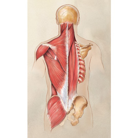 medical illustration of Posterior View of the Torso and Hip Regions showing Musculature and Bony Structures