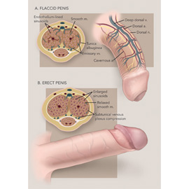 medical illustration of Color, Anatomy, Disease Management, General Medicine, Pharmacology, Urology