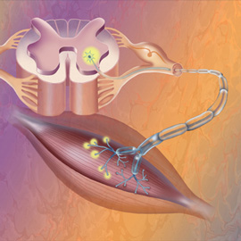 medical illustration of Color, Neuroscience