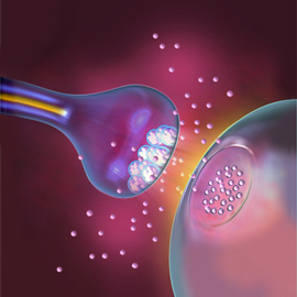 medical illustration of Color, Cell biology / Histology, Molecular Biology, Neuroscience