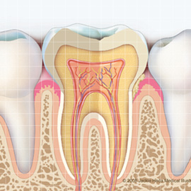medical illustration of Dentistry