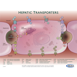 medical illustration of Qualyst Inc.