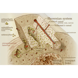 medical illustration of Airbrush, Color, Anatomy, Cell biology / Histology