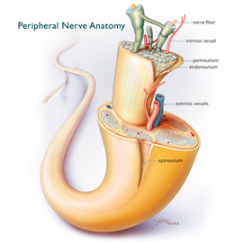 medical illustration of Journal of Regional Anesthesia & Pain Medicine, American Society of Regional Anesthesia