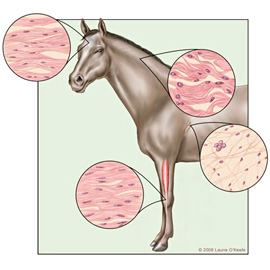 medical illustration of Color, Anatomy, Biology, Cell biology / Histology, Veterinary Medicine, Zoology