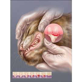 medical illustration of Color, Biology, Natural Science / Nature