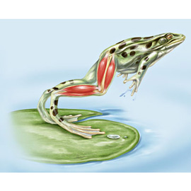 medical illustration of Color, Anatomy, Biology, Natural Science / Nature, Veterinary Medicine, Zoology